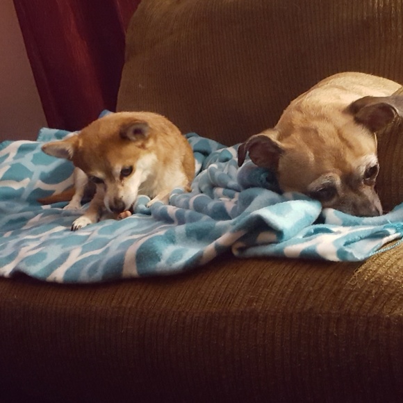 These are my fur babies, PRINCESS & ROSA - Picture 7 of 8